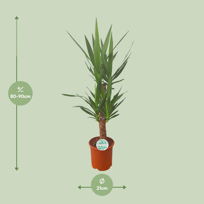 Palmlilie Yucca – 90cm – ø21cm – Pflegeleichte Zimmerpflanze mit schwertförmigen Blättern – Robuste Grünpflanze für helle & halbschattige Standorte – Elegante Raumbegrünung für Innen- und Außenbereiche 