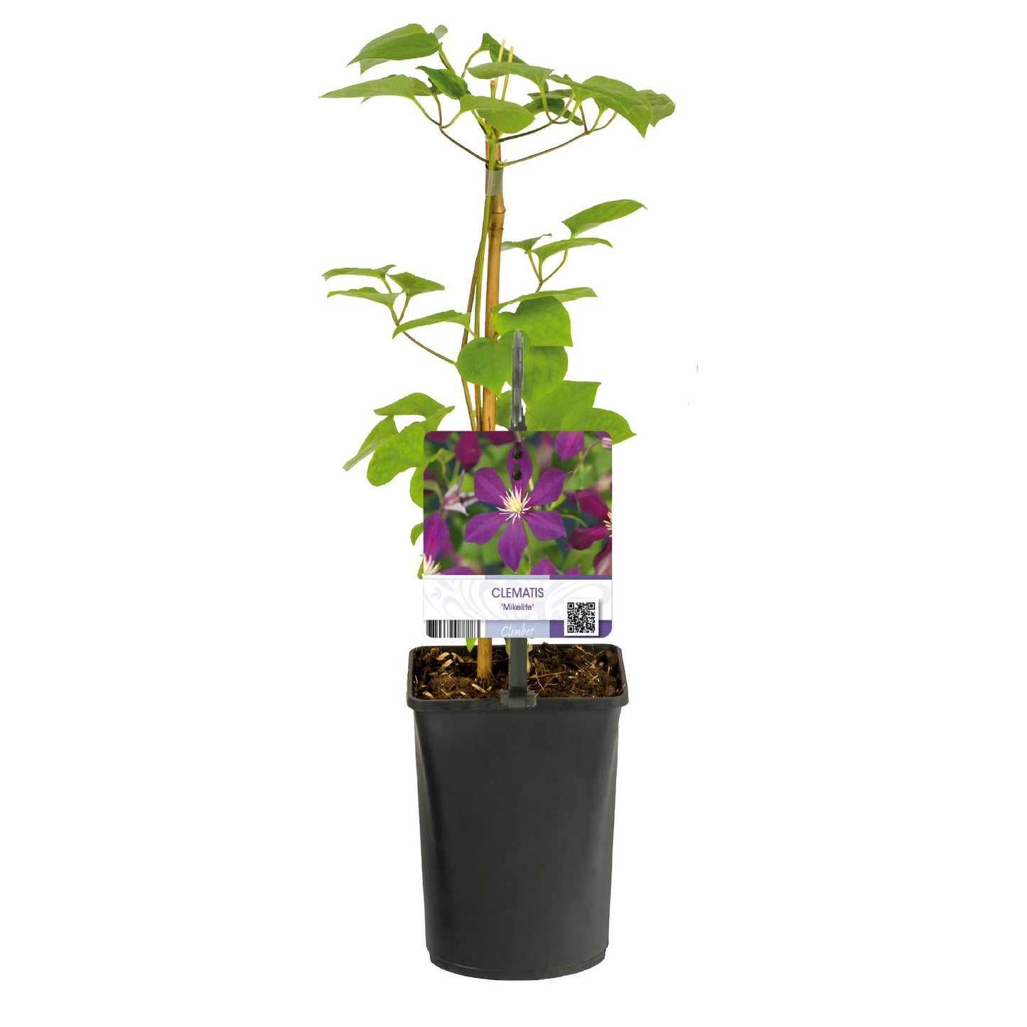 Kletterpflanze - Clematis Mikelite - Blüte Lila - Wenig Pflege - 2 Pflanzen - Topf 11cm Höhe 40cm