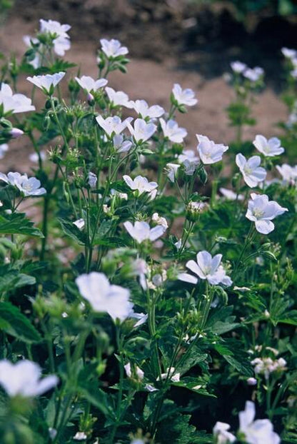 Schnee-Storchschnabel Geranium sanguineum 'Album' – ↕10-25cm – Ø9cm – 60 Pflanzen – Weiße winterharte Staude & Bodendecker