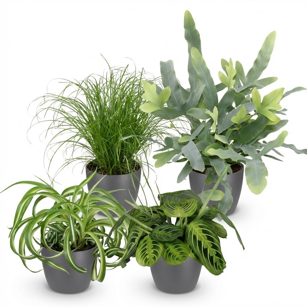 Green boutiQ - Zimmerpflanze - Chlorophytum - Cyperus - Phlebodium - Marantha - Mix aus 4 - Haustierfreundliche Pflanzen - Grün - 4 Pflanzen - mit Potter Grau - Topf 12cm - Höhe 25cm 