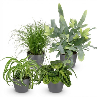 Green boutiQ - Zimmerpflanze - Chlorophytum - Cyperus - Phlebodium - Marantha - Mix aus 4 - Haustierfreundliche Pflanzen - Grün - 4 Pflanzen - mit Potter Grau - Topf 12cm - Höhe 25cm 