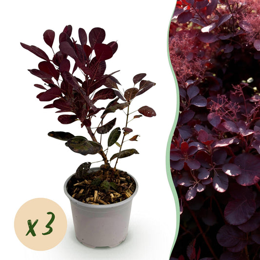 GreenboutiQ - Gartenpflanze - Cotinus coggyria Lilla - Lila 3 Pflanzen - Laubabwerfend - Pflegeleicht - Topf 12cm Höhe 35cm 