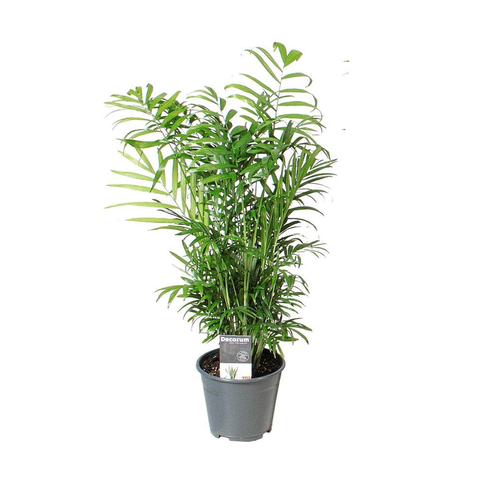 Chamaedorea Elegans – Zimmerpflanze – Ø14cm – 55cm hoch – Luftreinigend – Pflegeleicht & dekorativ 