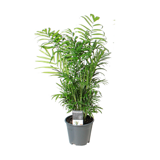 Chamaedorea Elegans – Zimmerpflanze – Ø14cm – 55cm hoch – Luftreinigend – Pflegeleicht & dekorativ 
