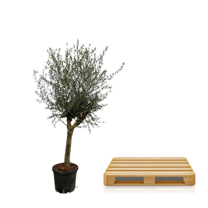 Olivenbaum - Olea Lorc - Zimmerpflanze - 200 cm - Ø45cm