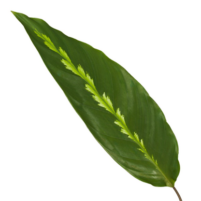 Korbmarante - Calathea Maui Queen - Zimmerpflanze - 35 cm - Ø12cm