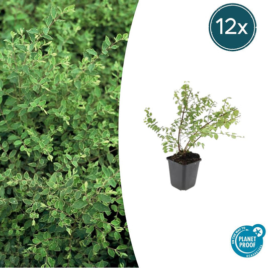 Niedrige Purpurbeere Symphoricarpos ch. 'Hancock' – 12 Pflanzen – Winterharter Strauch – Weiß blühend & weiß beerend – Ø9cm – ↕10–25cm – Pflegeleicht & Wetterbeständig