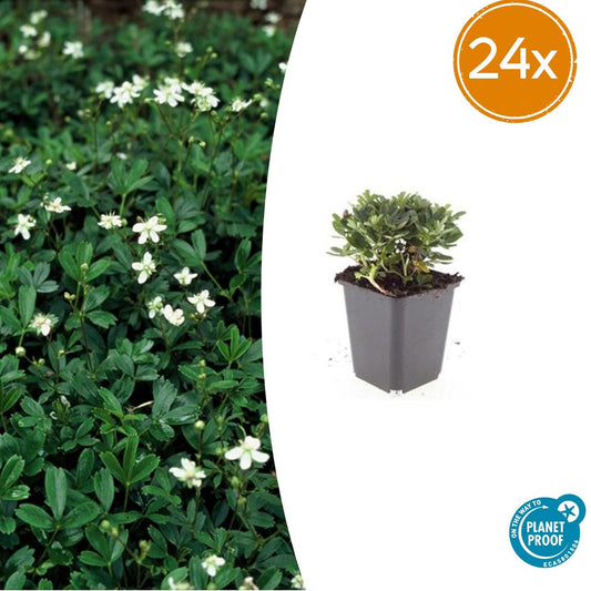 Potentilla tridentata 'Nuuk' – 24 Pflanzen – ↕10-25 cm – Ø9 cm – Winterharter Fingerstrauch – Immergrün & Pflegeleicht – Bienenfreundlich – Steingarten & Beete 