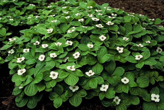 Kanadischer Hartriegel Cornus canadensis – ↕10-25cm – Ø9cm – 60 Pflanzen – Bodendecker – Schattentauglich – Immergrün – Bienenfreundlich – Pflegeleicht