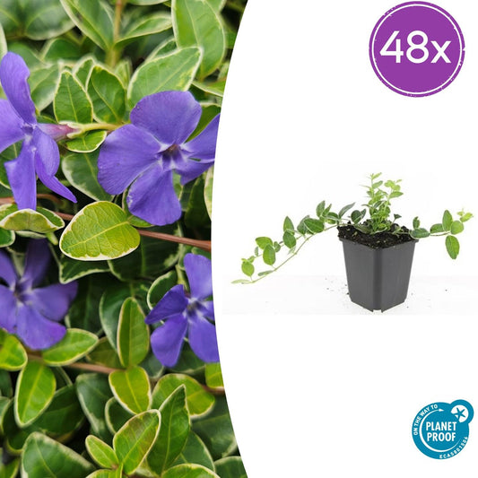 Vinca minor 'Ralph Shugert' – Immergrüner Bodendecker – 48 Pflanzen – Lavendelfarbene Blüten – 10–25 cm – Ø9 cm