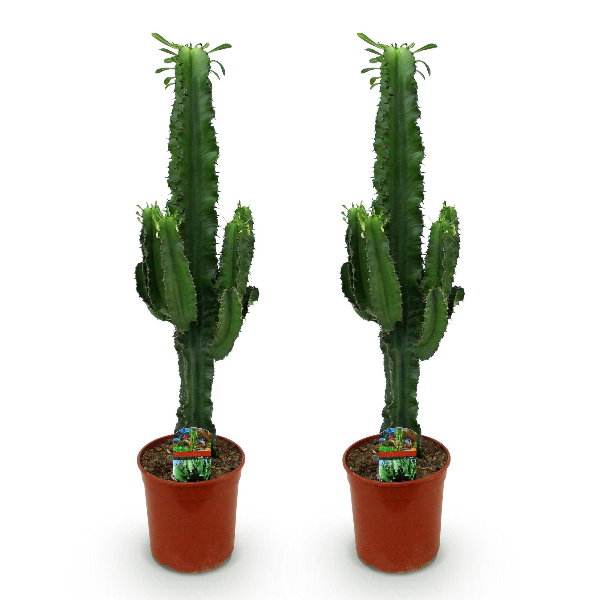 Green boutiQ - Zimmerpflanze - Euphorbia eritrea - Afrikanischer Milchbaum - Wenig Pflege - Grün - 2 - Topf 19cm - Höhe 70cm 