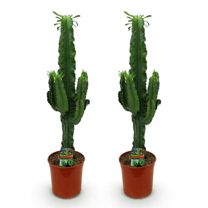 Green boutiQ - Zimmerpflanze - Euphorbia eritrea - Afrikanischer Milchbaum - Wenig Pflege - Grün - 2 - Topf 19cm - Höhe 70cm 