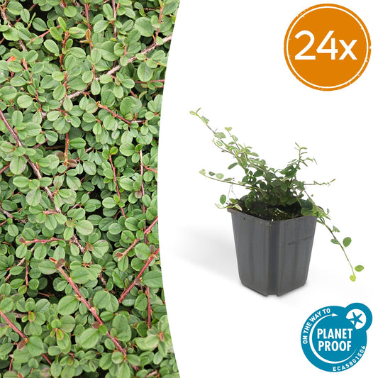 Cotoneaster prostratus 'Queen of Carpets' – Flacher, winterharter Bodendecker – 24 Pflanzen –↕10–25cm – Ø9cm – Weiße Blüten & Herbstbeeren – Pflegeleicht & robust