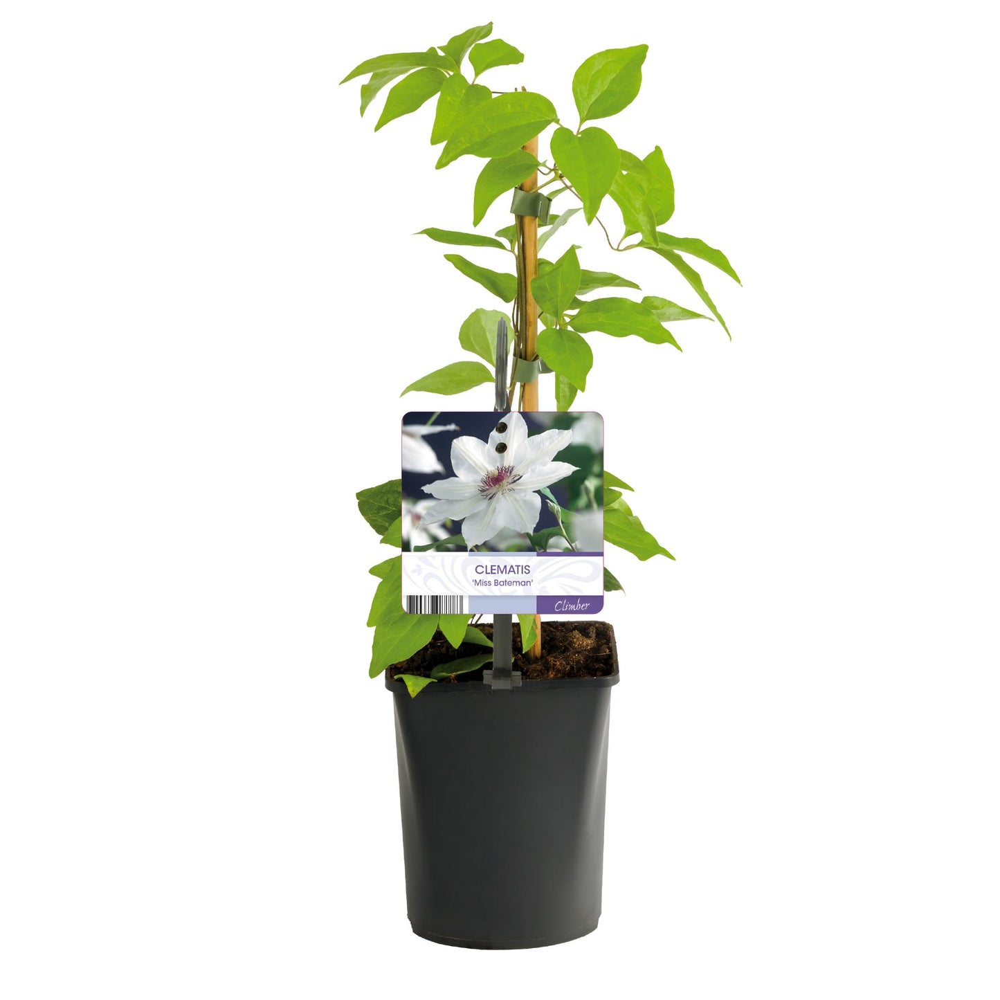 Kletterpflanze - Clematis Miss Bateman - Blüte Rosa - Wenig Pflege - 2 Pflanzen - Topf 11cm Höhe 40cm