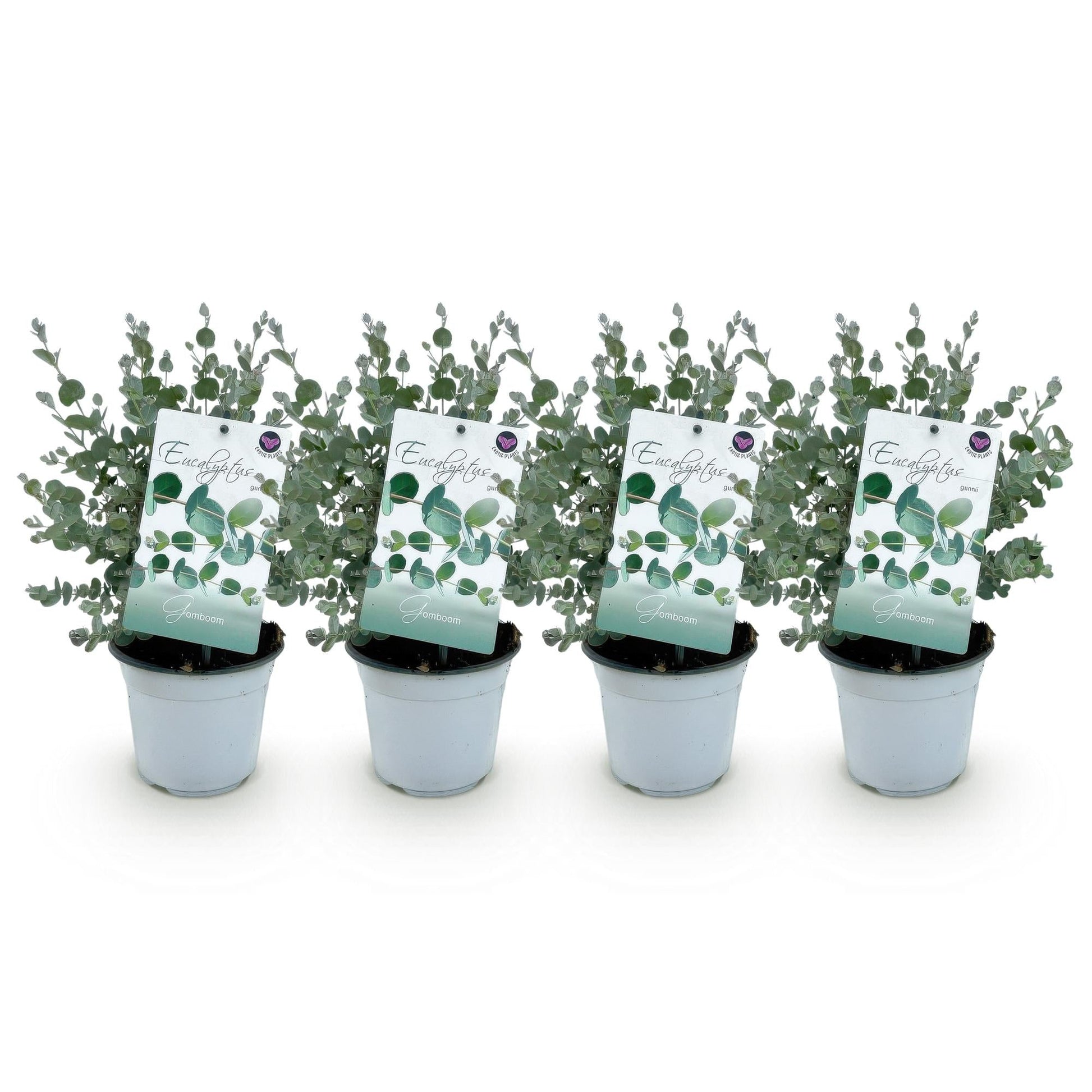 Eukalyptusbaum - Eukalyptus gunnii - Grau - 4 Pflanzen - Terrassenpflanze - Winterhart - Topf 14cm Höhe 30cm 
