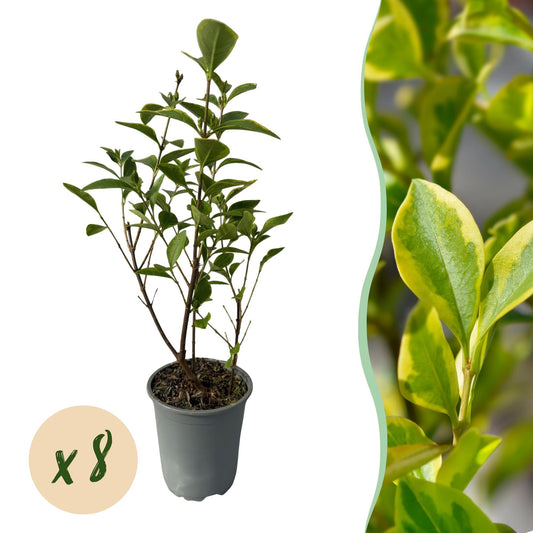 Ovalblättriger Liguster Ligustrum ovalifolium Aureum – Immergrüne Heckenpflanzen – 8 Pflanzen – 1 m – 9 cm Höhe 35–40 cm – Gelb-Grün – Pflegeleicht 