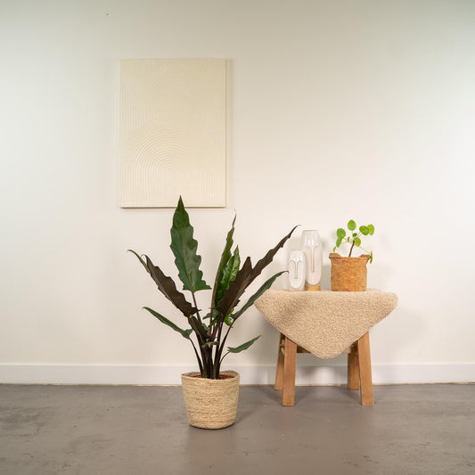 Alocasia Lauterbachiana – Pfeilblatt – Zimmerpflanze – Ø19 cm – ↕80 cm – Mit Korb Selin – Elefantenohr – Luftreinigend – Pflegeleicht 