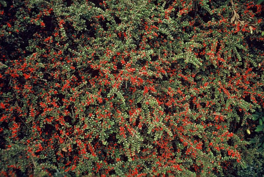 Fächer-Zwergmispel – Cotoneaster horizontalis – ↑10-25cm – Ø9cm – 60 Pflanzen – Winterhart, pflegeleicht, rote Beeren, Bodendecker, Beete