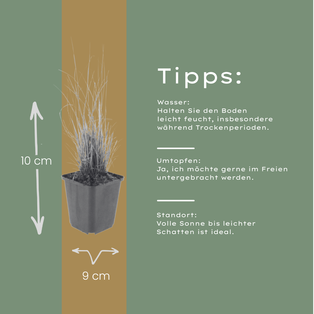 Calamagrostis brachytricha – 6 Pflanzen Diamantgras – 10-25cm – Ø9cm – Ziergras mit rosafarbenen Blütenrispen – Winterhartes Gartengras für Beet & Halbschatten