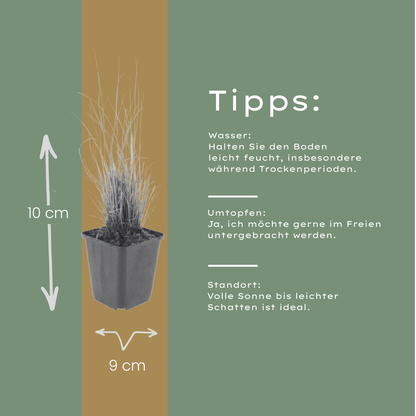 Calamagrostis brachytricha – 6 Pflanzen Diamantgras – 10-25cm – Ø9cm – Ziergras mit rosafarbenen Blütenrispen – Winterhartes Gartengras für Beet & Halbschatten