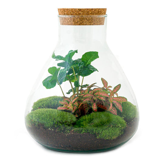 Flaschengarten DIY Bausatz Sammie Coffea – Ø22,5cm x H26cm – Selbstversorgendes Terrarium im Glas – Mit Pflanzen & Moos – Inkl. Anleitung – Geschenkidee für Zuhause & Büro