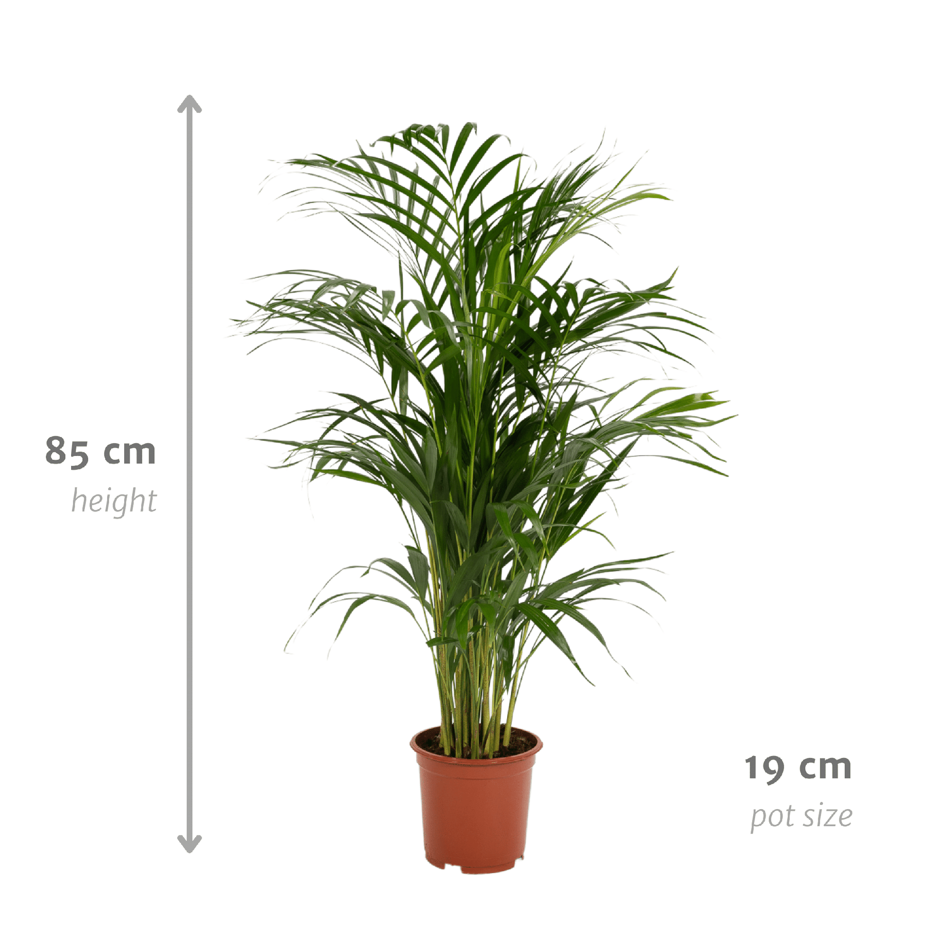 Areca-Palme - Ø17cm - ↕70cm 