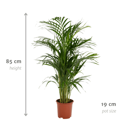 Areca-Palme - Ø17cm - ↕70cm 