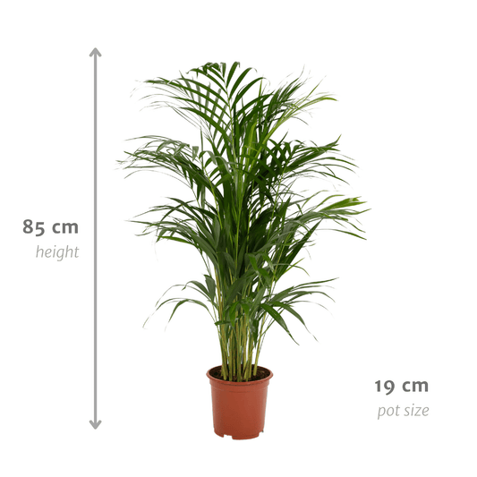 Areca-Palme - Ø17cm - ↕70cm 