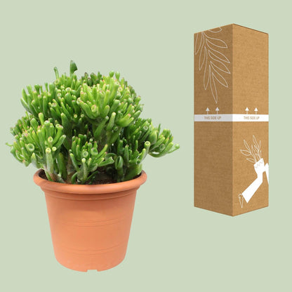 Crassula Hobbit – Ø23cm – ↕35cm – Jade-Pflanze mit fleischigen Blättern – Pflegeleicht & dekorativ – Sukkulente für Innenräume – Für Fensterbank, Büro & Wohnzimmer 