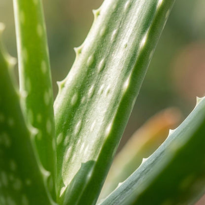 Aloe Vera Zimmerpflanze Ø10,5cm Höhe35–40cm – Pflegeleichte Sukkulente mit fleischigen Blättern – Sonnenliebende Pflanze für Wohnraum & Büro 