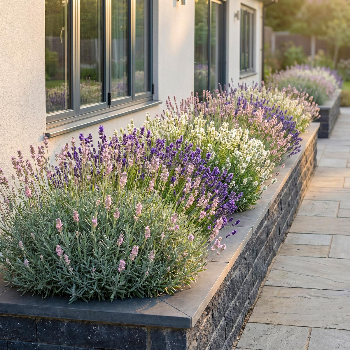 Lavendel 'Tricolour' – Lavandula 'Tricolour' – 6 Pflanzen – Topf Ø11cm – Bienenfreundliche Staude für Garten & Balkon