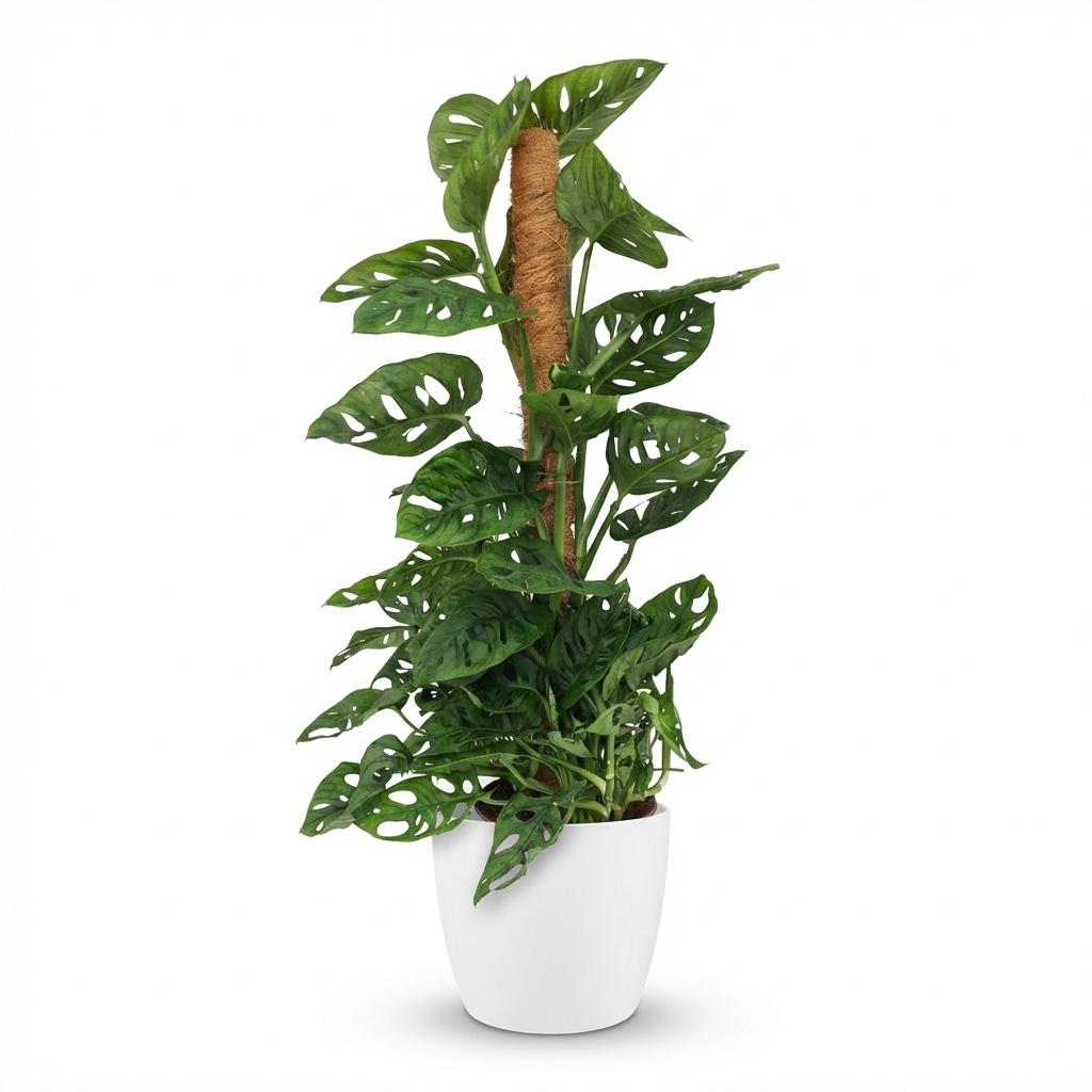Monstera Adansonii Monkey Mask am Moosstab Fensterblatt 90cm – Zimmerpflanze mit Lochblättern im weißen Übertopf Ø19cm – Kletterpflanze pflegeleicht, tropischer Look für Wohnung & Büro 
