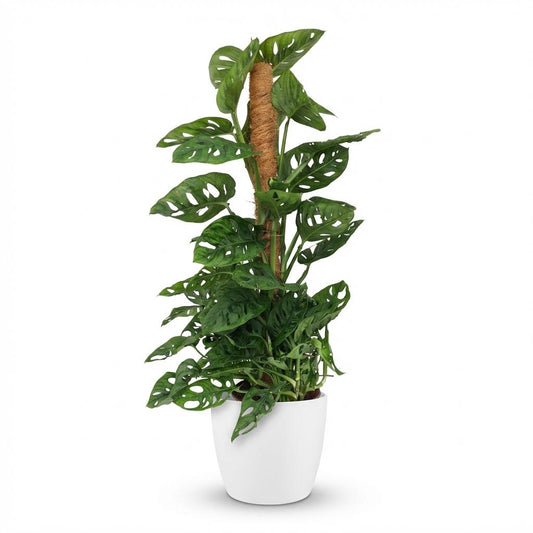 Monstera Adansonii Monkey Mask am Moosstab Fensterblatt 90cm – Zimmerpflanze mit Lochblättern im weißen Übertopf Ø19cm – Kletterpflanze pflegeleicht, tropischer Look für Wohnung & Büro 