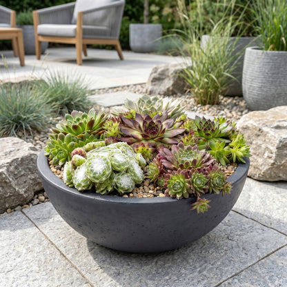 Hauswurz 'Big Sam' – Sempervivum 'Big Sam' – 6 Pflanzen – Topf Ø7cm – Höhe 10-12cm