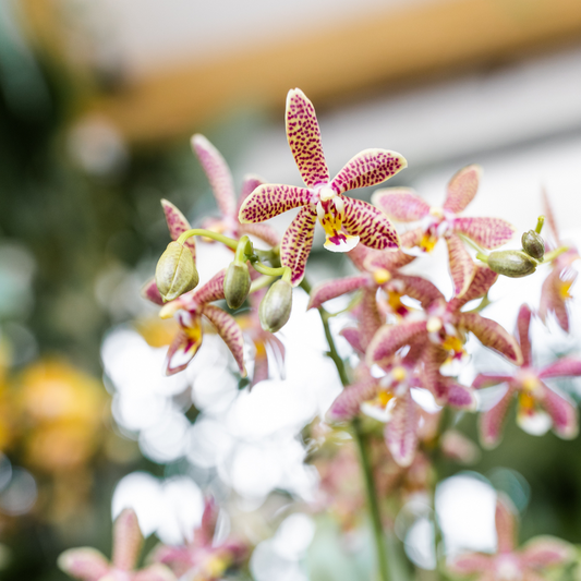 Spider-Orchidee Orange – Zimmerpflanze Ø9cm – inkl. Mosa Ziertopf – 2–3 Blütenstiele – Farbiger Blickfang für Wohnzimmer & Büro