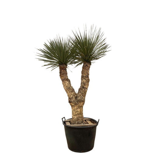 Palmlilie - Yucca Rostrata Hidra - 200 cm - ø60cm