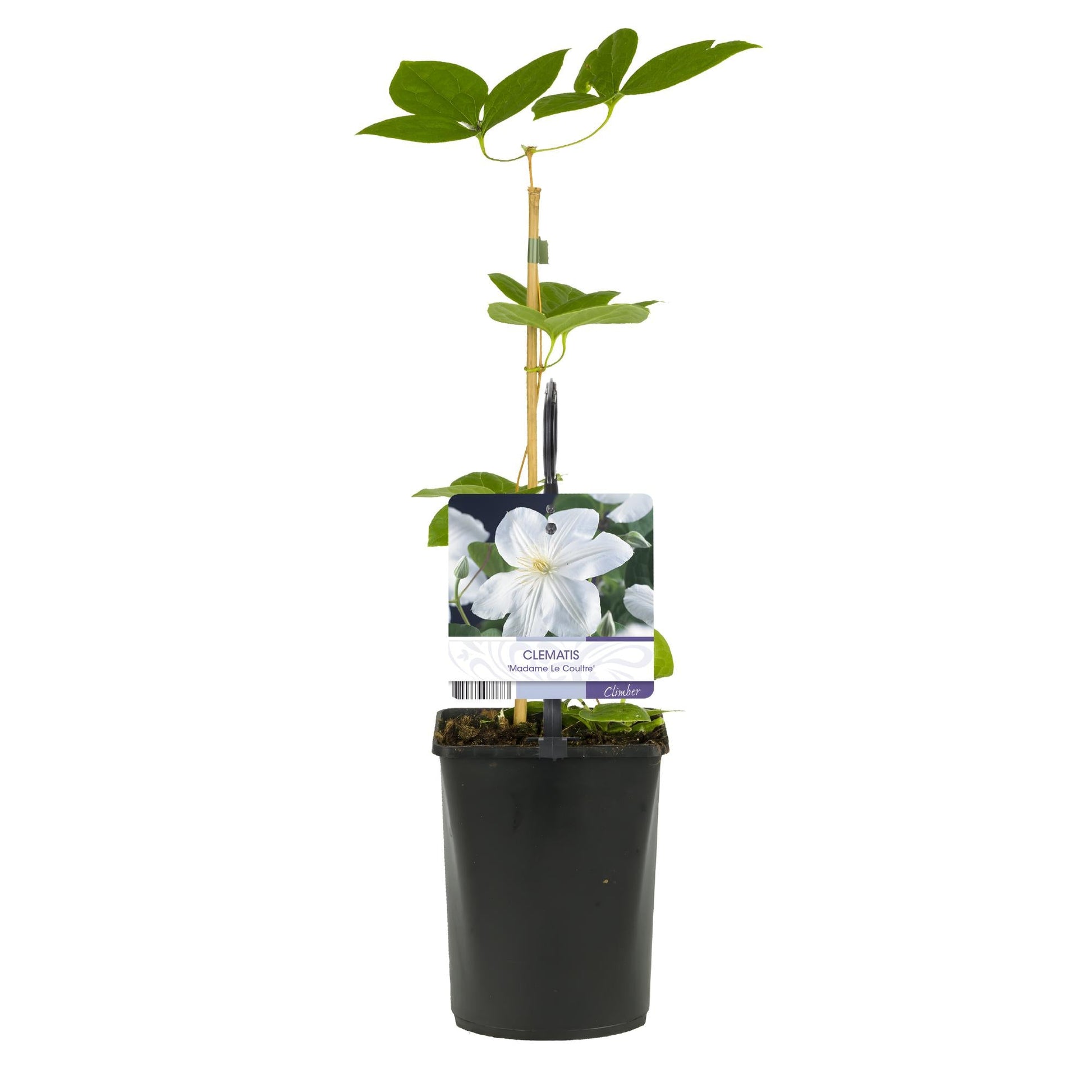 Kletterpflanze Clematis Madame Le Coultre – Cremig weiße Blüten – Wenig Pflege – 2 Pflanzen – 11 cm Höhe 40 cm – Für Garten, Terrasse & Pergolen 