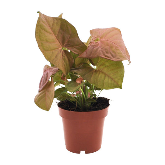Purpurtute - Syngonium Neon - Zimmerpflanze - Ø12cm - ↕25cm