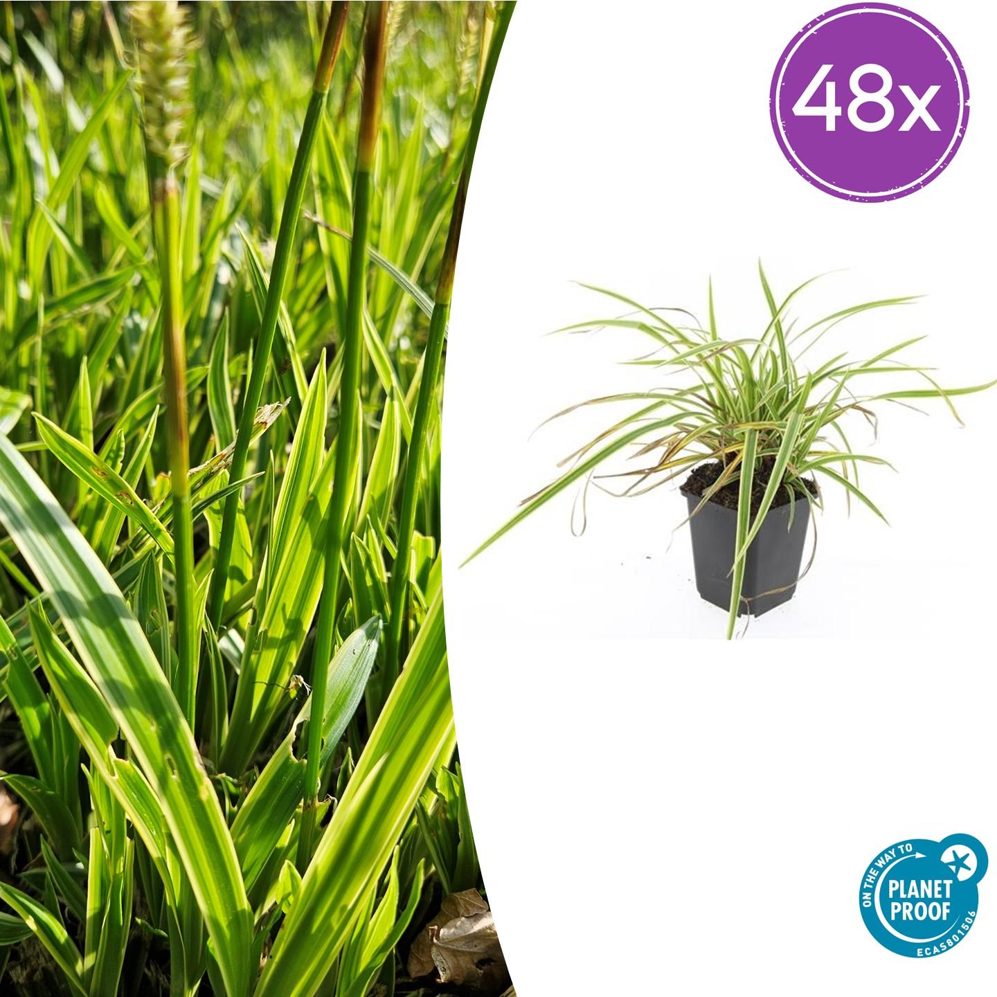 Carex morrowii 'Aureovariegata' – Japan-Segge – 48 Pflanzen – gelb-grün panaschiertes Ziergras – Ø9cm – ↕10–25cm – schattentolerant – winterhart – pflegeleicht 