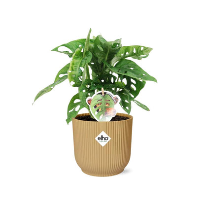 Monstera Monkey Leaf – Fensterblatt – Ø14cm Gelber Vibes Fold Topf – Tropische Zimmerpflanze – Luftreinigend & pflegeleicht – Swiss Cheese Plant 