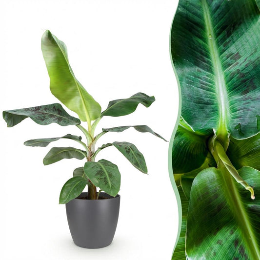 Green boutiQ - Zimmerpflanzen - Musa acuminata Dwarf Cavendisch - Bananenpflanze - Wenig Pflege - Grün - 1 Pflanze - mit Potter Grau - Topf 21cm - Höhe 70-75cm 