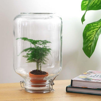 Flaschengarten - Terrarium - Easyplant - Asparagus