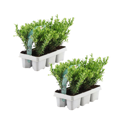 Stechpalme – Ilex crenata 'Jenny' – 12 Pflanzen – Immergrün – Winterhart – Alternative zu Buchsbaum – Ø7cm ↕15cm