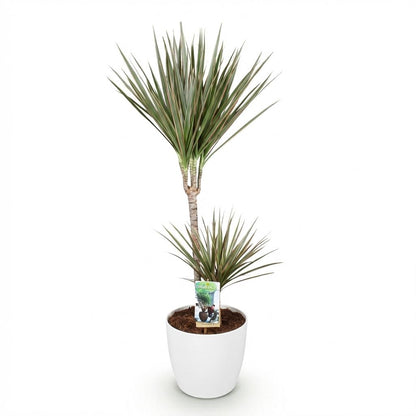Green boutiQ - Zimmerpflanzen - Dracaena Marginata Bicolor - Drachenbaum - Pflegeleicht - Grün - Braun - 1 Pflanze - mit Potter Weiß - Topf 21cm - Höhe 90-100cm 