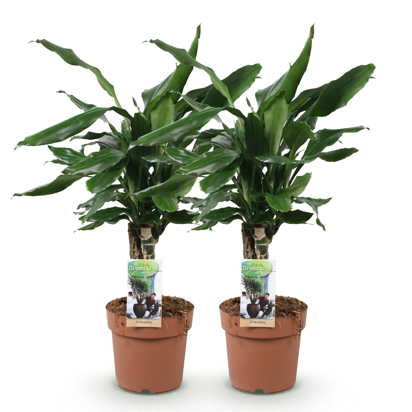 Green boutiQ - Zimmerpflanzen - Dracaena fragrans Steudneri - Drachenbaum - Pflegeleicht - Grün - 2 Pflanzen - Topf 17cm - Höhe 50-55cm 