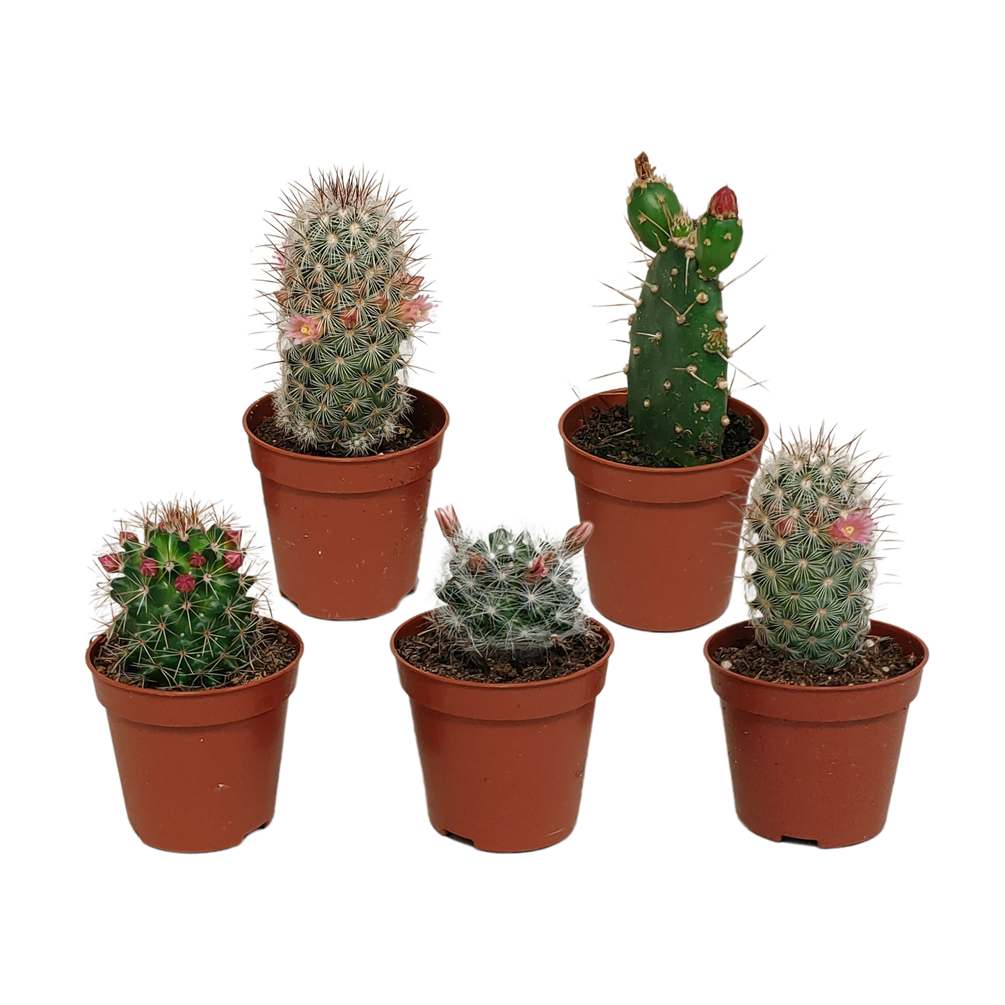 Kakteenmischung - 5,5 cm - 5 Stück