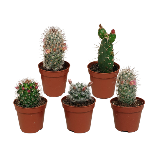 Kakteenmischung - 5,5 cm - 5 Stück