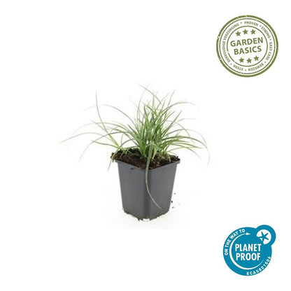Schneeweiße Hainsimse Luzula nivea – ↕10-25cm – Ø9cm – 6 Pflanzen – Immergrüner Bodendecker – Schattige Beete & Steingarten – Winterhart & pflegeleicht