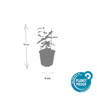 Johanniskraut Hypericum inodorum 'Annebel' – ↕10-25cm – Ø9cm – 6 Pflanzen – Kompakter, sommerblühender Strauch für Beete, Bodendecker & niedrige Hecken – Pflegeleicht & winterhart