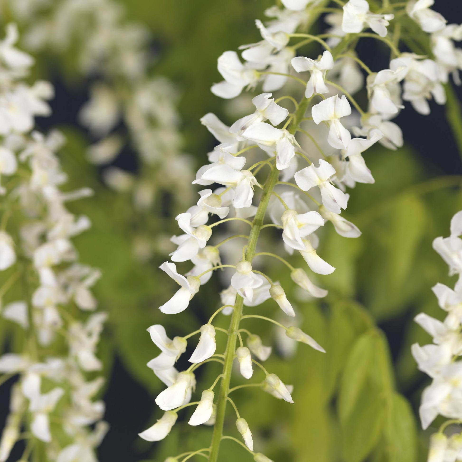 Blauregen Wisteria floribunda Alba – Weiße Blüten – 11 cm x H40 cm – Duftende Kletterpflanze – Für Pergolen, Zäune & Wände 